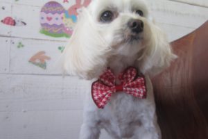 えっへんマルチーズ