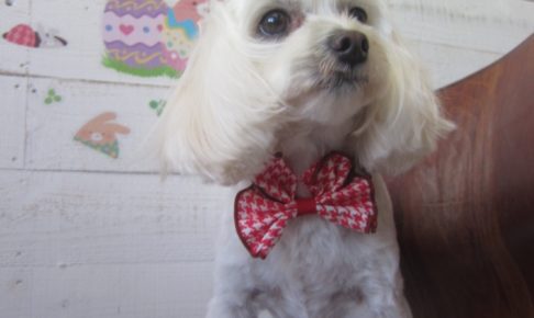 えっへんマルチーズ