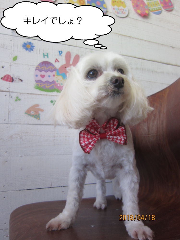 えっへんマルチーズ