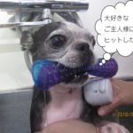 くわえたボストンテリア