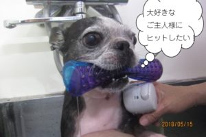 くわえたボストンテリア