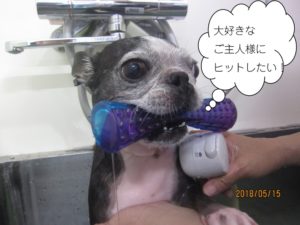 くわえたボストンテリア