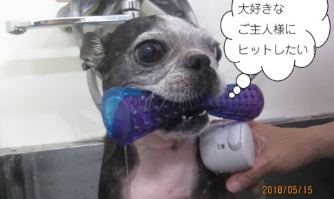 くわえたボストンテリア