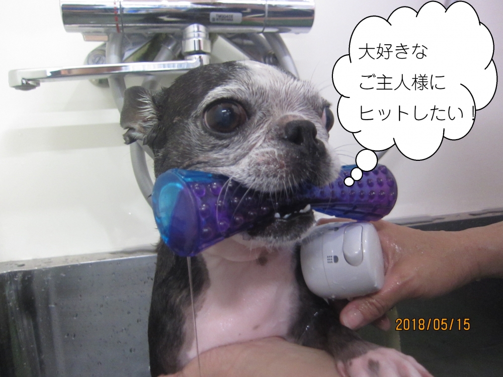 くわえたボストンテリア