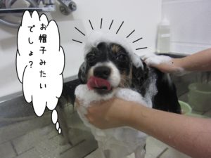 シャンプー中パピヨン