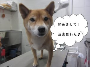 施術前豆吉ちゃん