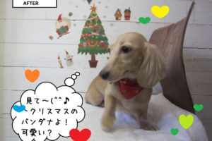 クリスマスご機嫌ミニチュアダックス