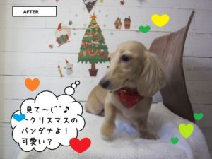 クリスマスご機嫌ミニチュアダックス