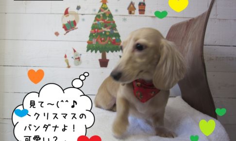 クリスマスご機嫌ミニチュアダックス