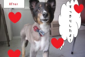 すっきり笑顔シェルティー