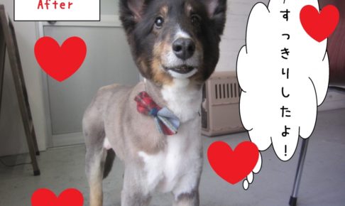 すっきり笑顔シェルティー