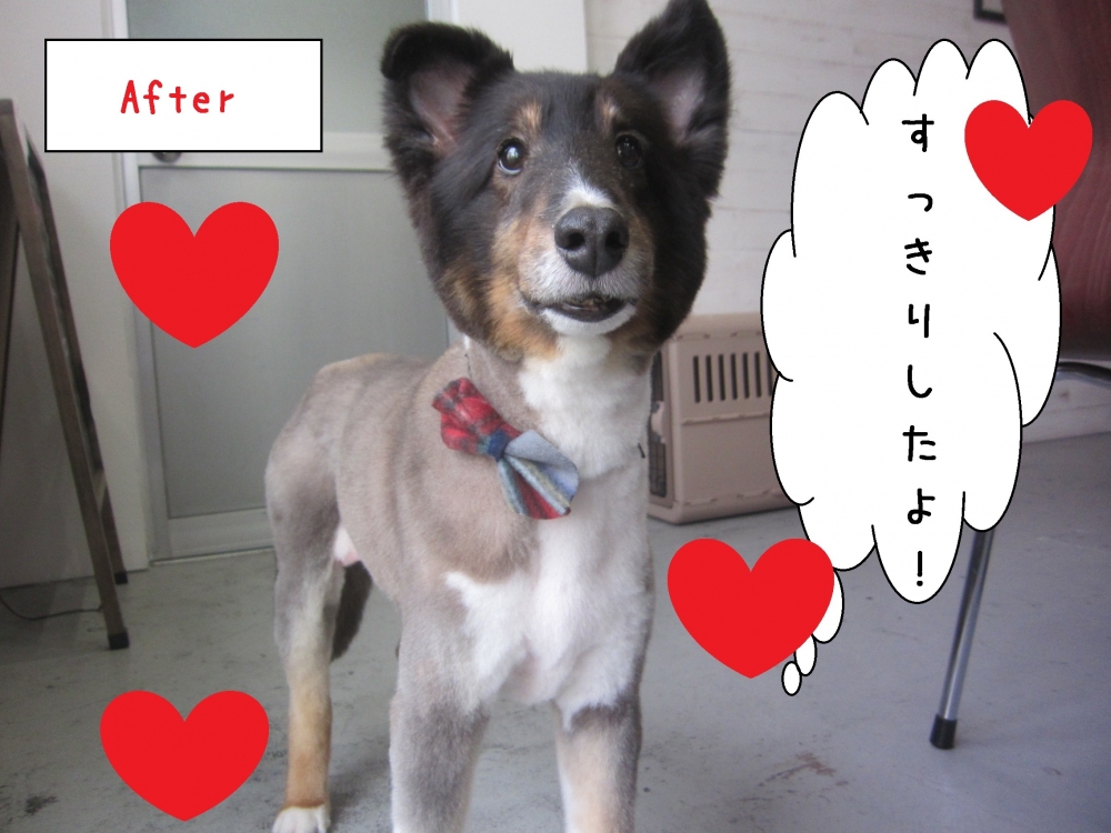 すっきり笑顔シェルティー