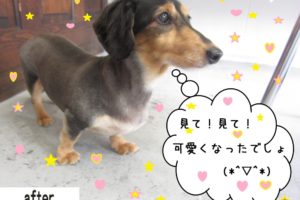カット後ミニチュアダックス