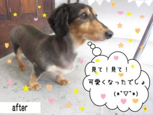 カット後ミニチュアダックス