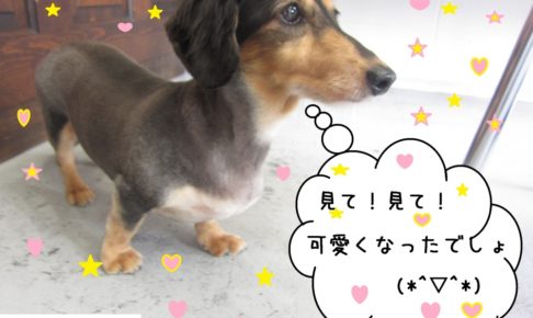 カット後ミニチュアダックス