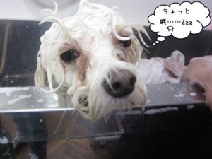 シャンプー中マルチーズ