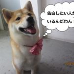 笑顔柴犬