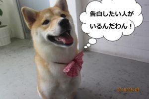 笑顔柴犬