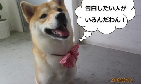 笑顔柴犬