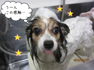シャンプー中パピヨン