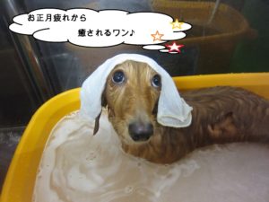 スパ中ミニチュアダックス