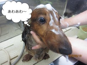 シャンプー中ミニチュアダックス
