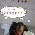 クリスマスミニチュアダックス