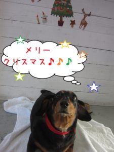 クリスマスミニチュアダックス