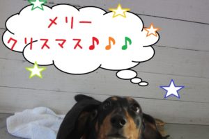 クリスマスミニチュアダックス