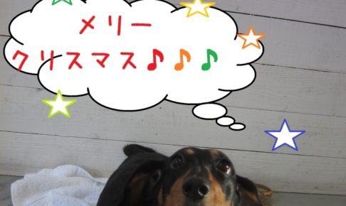 クリスマスミニチュアダックス