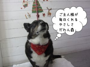 施術前コーギー