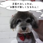 おすましMシュナ