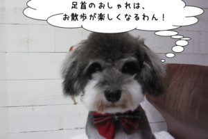 おすましMシュナ