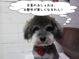 おすましMシュナ