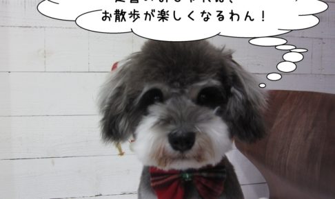 おすましMシュナ