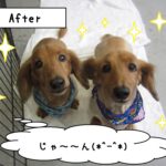 お揃いミニチュアダックス