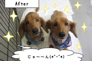 お揃いミニチュアダックス