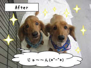 お揃いミニチュアダックス