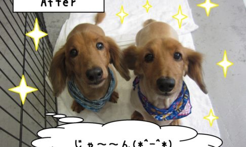 お揃いミニチュアダックス