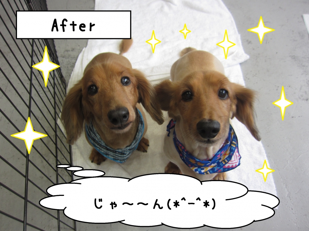 お揃いミニチュアダックス