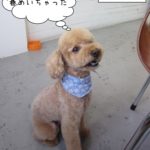 おすわりトイプードル