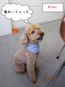 おすわりトイプードル