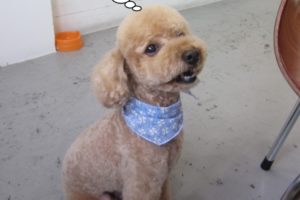 おすわりトイプードル