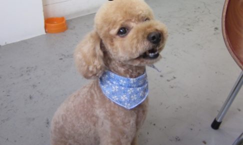 おすわりトイプードル