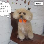 おすわりおすましトイプードル