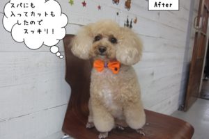 おすわりおすましトイプードル