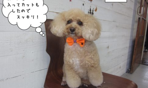 おすわりおすましトイプードル