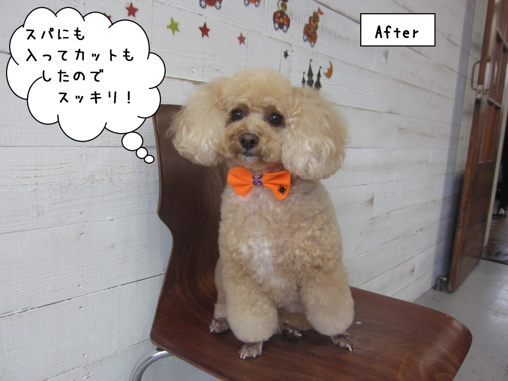 おすわりおすましトイプードル