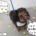 笑顔カニンヘンダックス