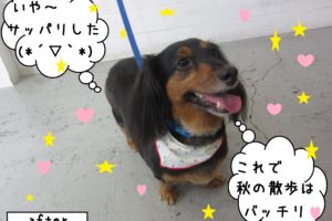 笑顔カニンヘンダックス